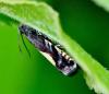 Pammene trauniana